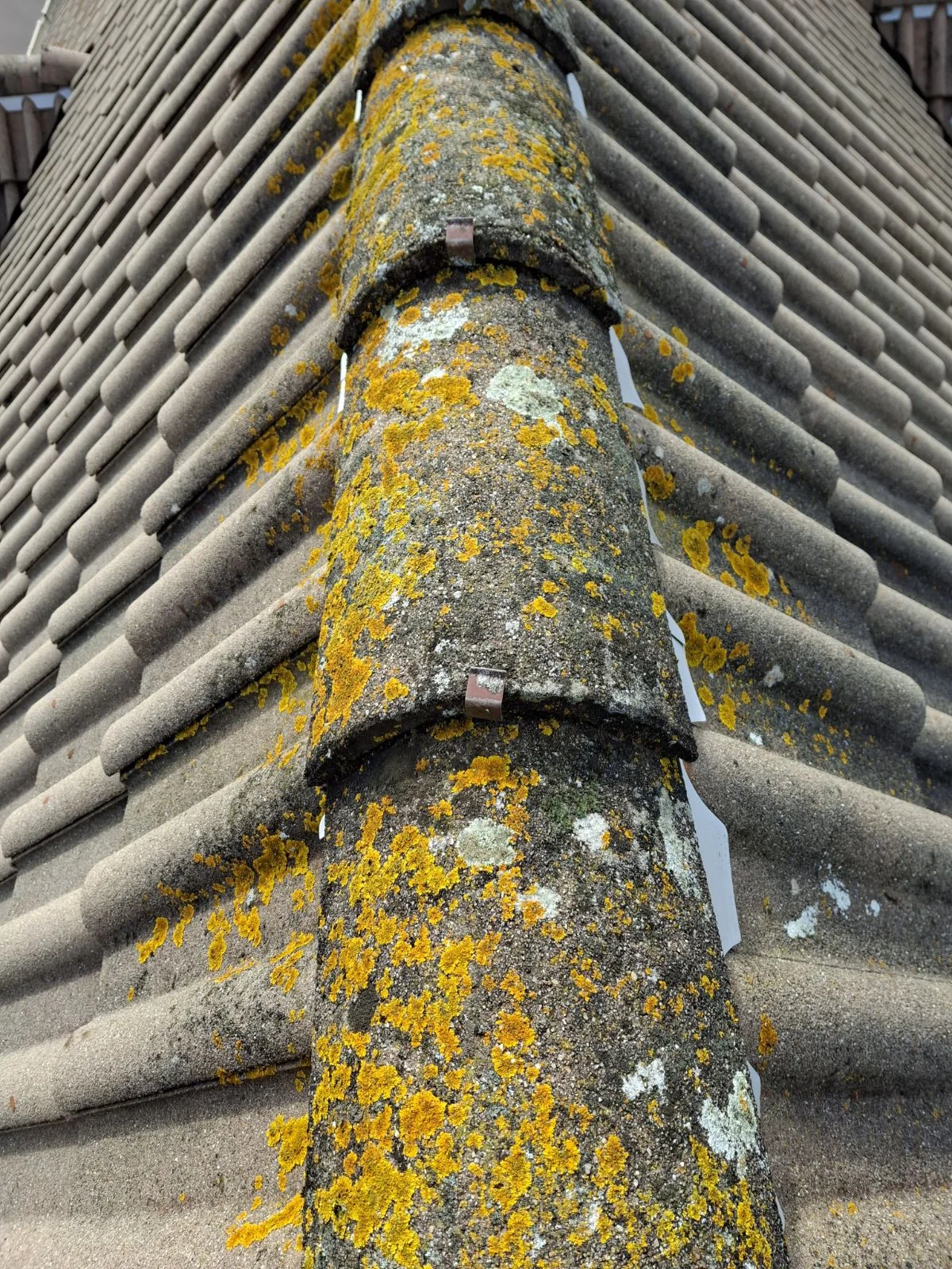 Tuiles envahies par les mousses et lichens, cibles d'un traitement anti-mousse dans le 77