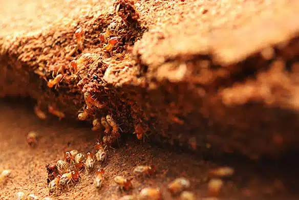 Traitement charpente — BS Couvreur près de Vert-Saint-Denis